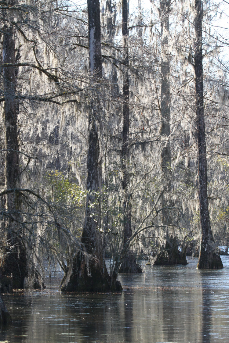 view of The Bayou during winter, nearly monochrome by itself