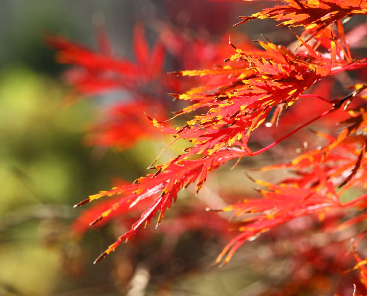 branch tips of old Japanese maple tree in backyard in fall colors against greenery in background