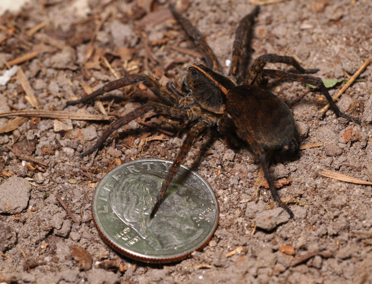 massive adult female unidentified wolf spider Lycosidae with US quarter for scale