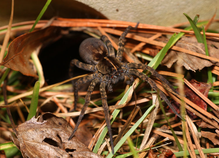 massive unidentified wolf spider Lycosidae at mouth of its burrow in the reservoir of a planter pot