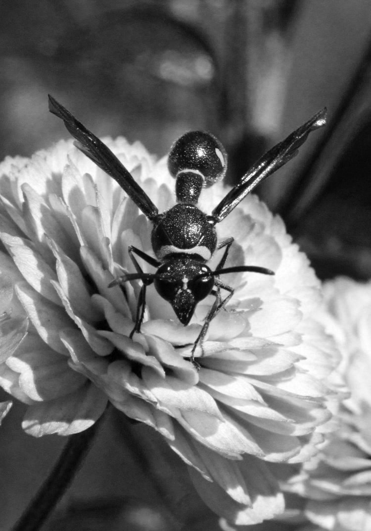 fraternal potter wasp Eumenes fraternus on chrysanthemum blossom, reduced to only Blue channel