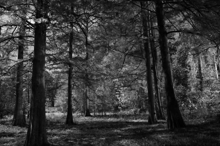 time exposure of backyard by moonlight, reduced to only red channel monochrome