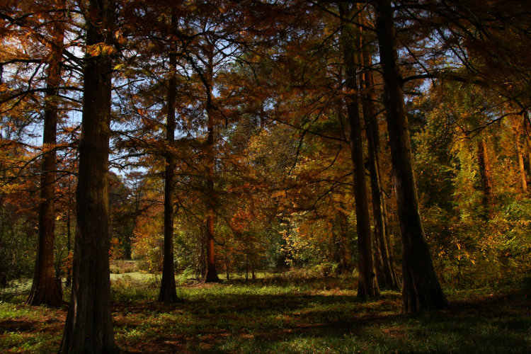 time exposure of stretch of back yard of Walkabout Estates Plus under moonlight