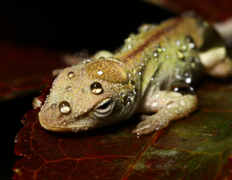juvenile Carolina anole Anolis carolinensis sleeping on Japanese maple while covered in mist droplets