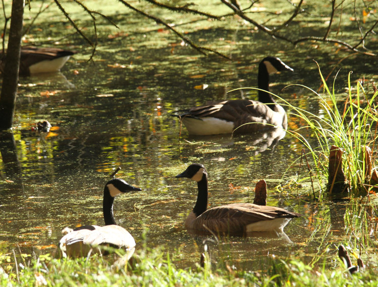 trio of Canada geese Branta canadensis remaining wary at approach of photographer