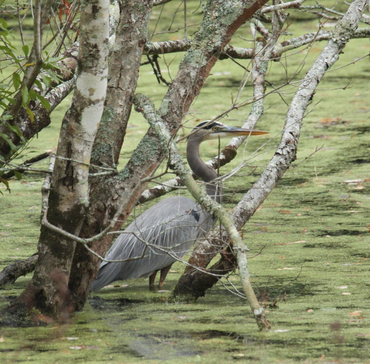 great blue heron Ardea herodias wading at edge of Turtle Island