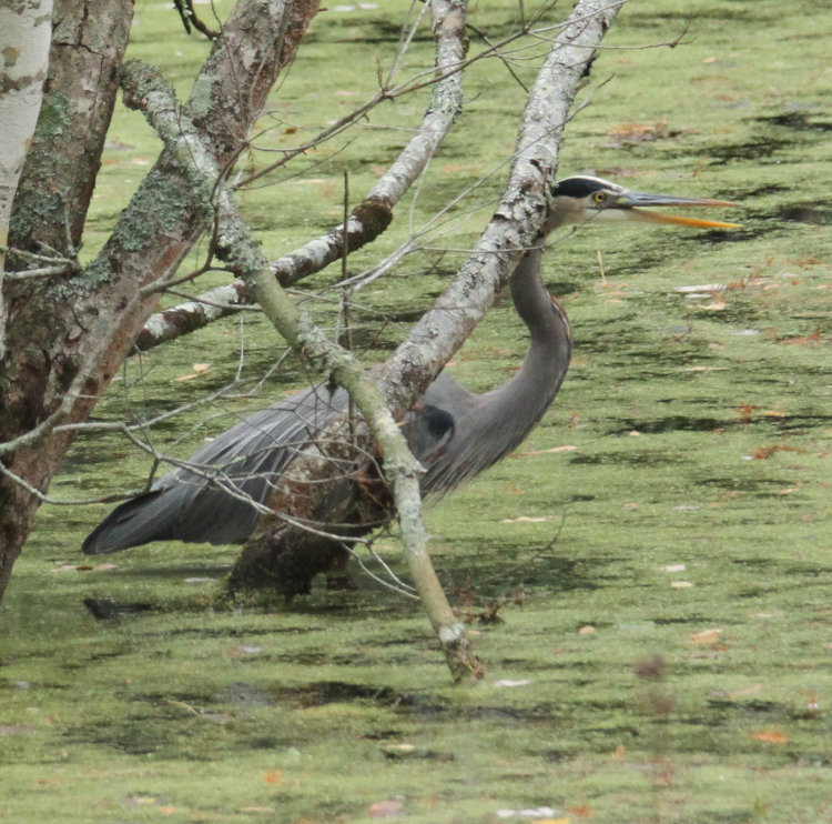 great blue heron Ardea herodias wading further into open preparatory to taking flight