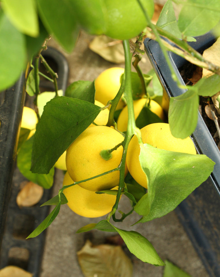 cluster of lemons on single branch on tree in greenhouse