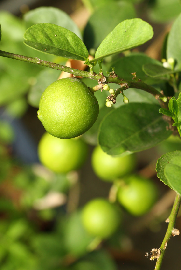 Key limes Citrus × aurantiifolia developing on tree in greenhouse