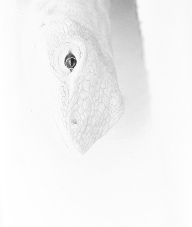 Carolina anole Anolis carolinensis overexposed, converted to greyscale