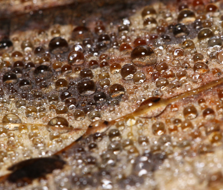 mist drops on underside of fallen brown leaf of American tulip tree Liriodendron tulipifera