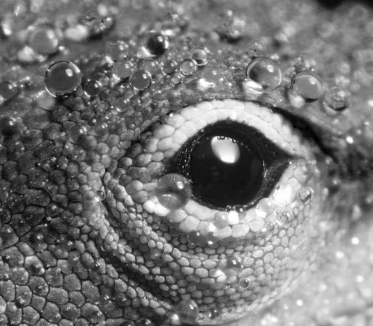 dew-covered Carolina anole closeup reduced to only Blue channel monochrome