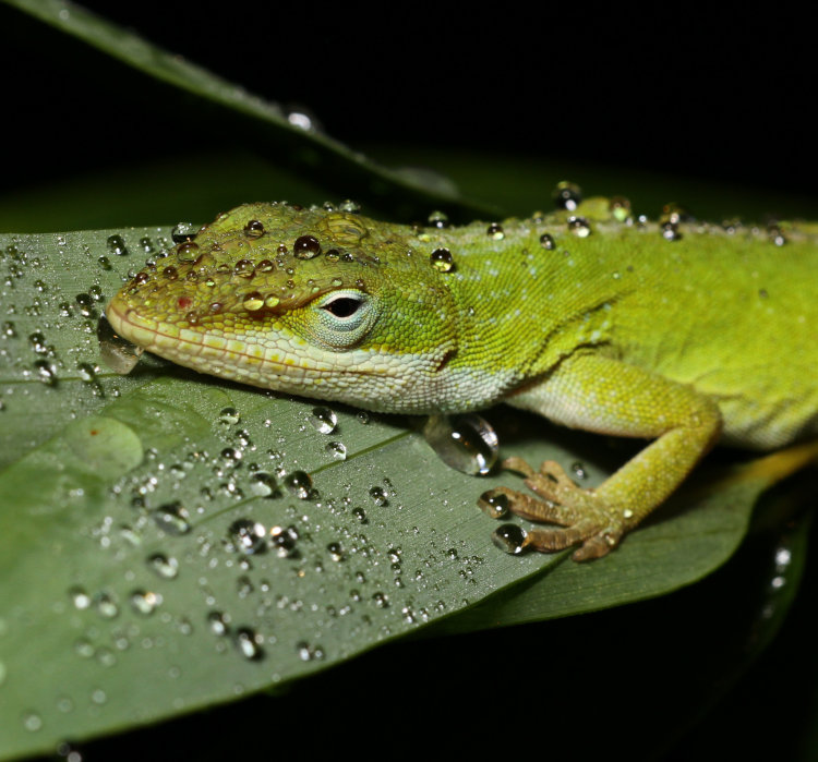 adult Carolina anole Anolis carolinensis sleeping on leaf with fine collection of mist droplets adhering