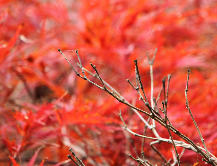bare branches of old Japanese maple tree in backyard against peak fall colors on same tree
