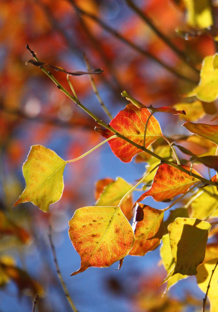unidentified tree producing backlit autumn colors against blue sky
