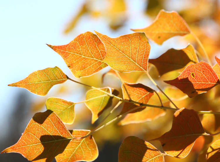 cleaner fall leaves of unknown species backlit on tree