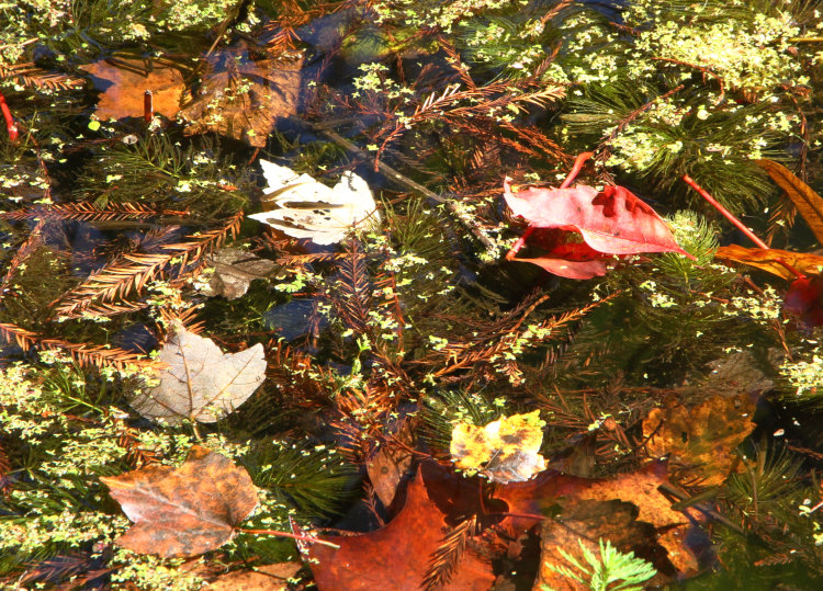 collection of fallen leaves in shallows of pond