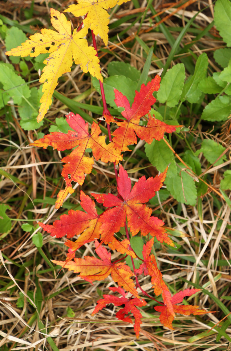 changing colors of coral bark Japanese maple Acer palmatum 'Sango kaku' on same branch