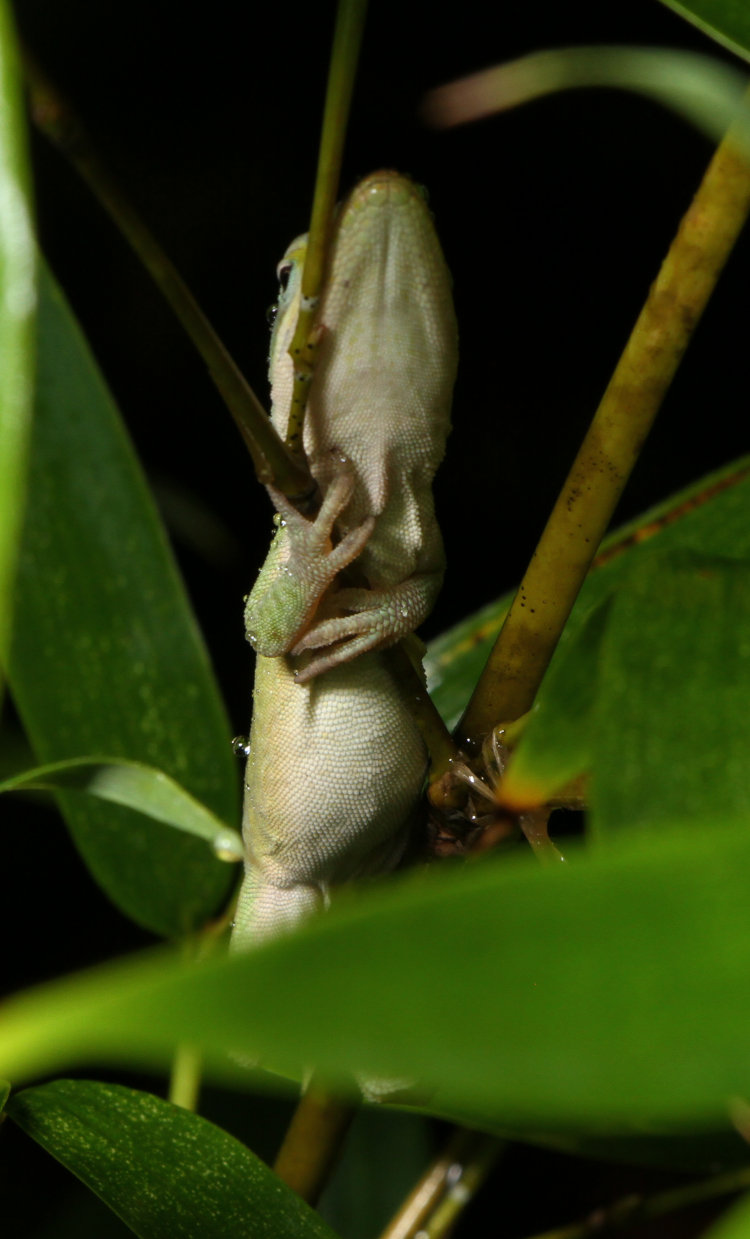 adult Carolina anole Anolis carolinensis sleeping vertically on branch