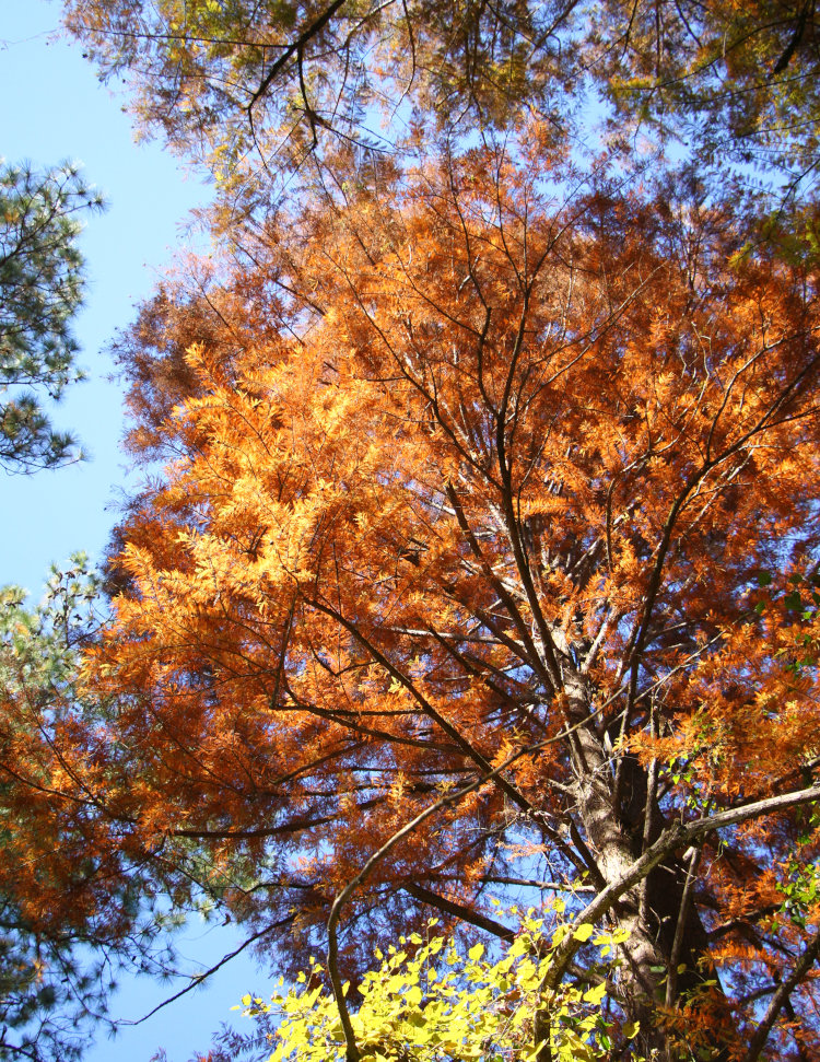 bald cypress Taxodium distichum completely turned to red-orange in fall