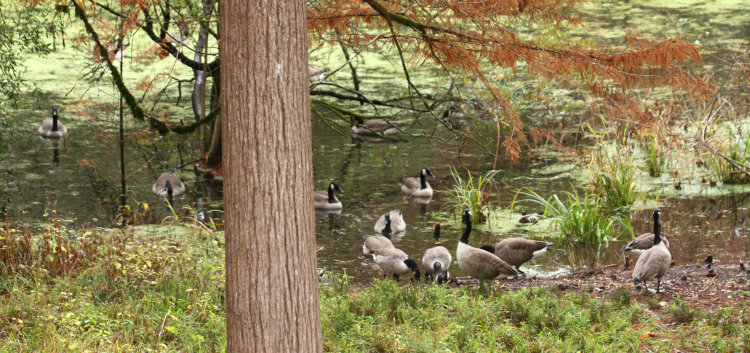 collection of over sixteen Canada geese Branta canadensis on edge of backyard pond