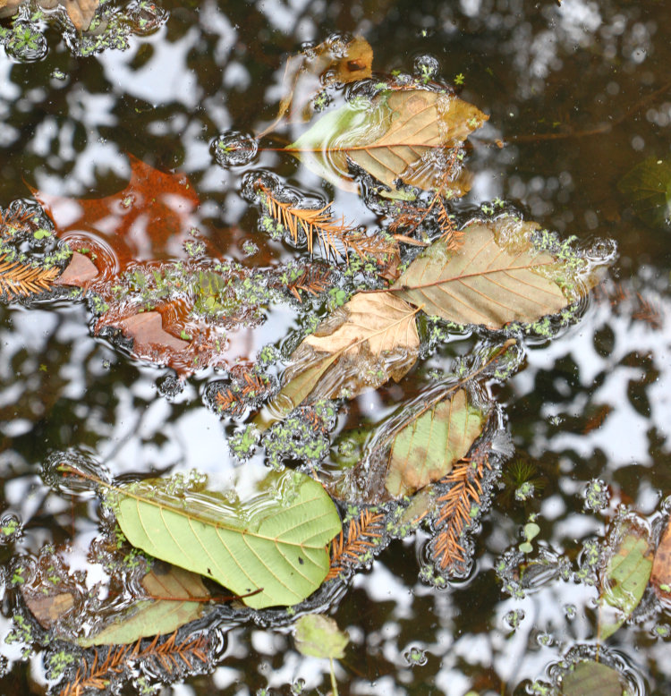 collection of fallen leaves on water surface with reflected hazy sky