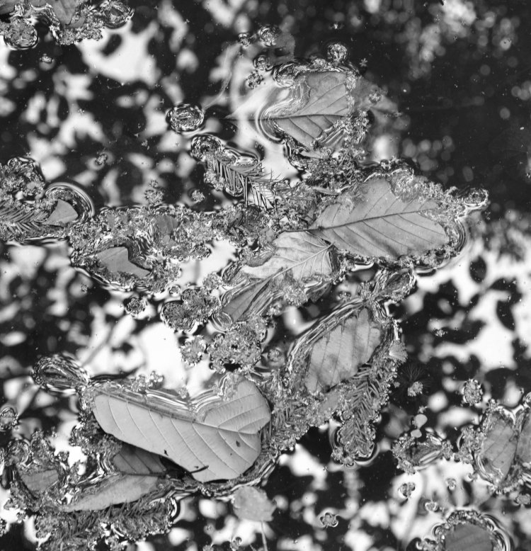 scattered leaves on surface of water with high contrast by reflection, combined Green and Blue channel greyscale