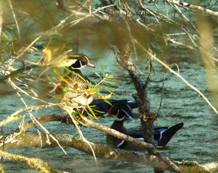 trio of male wood ducks Aix sponsa, one perched in tree, catching late afternoon light breaking through trees
