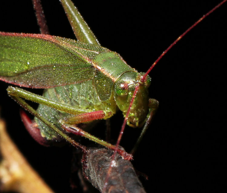 unidentified katydid Tettigoniidae covered in mist at night