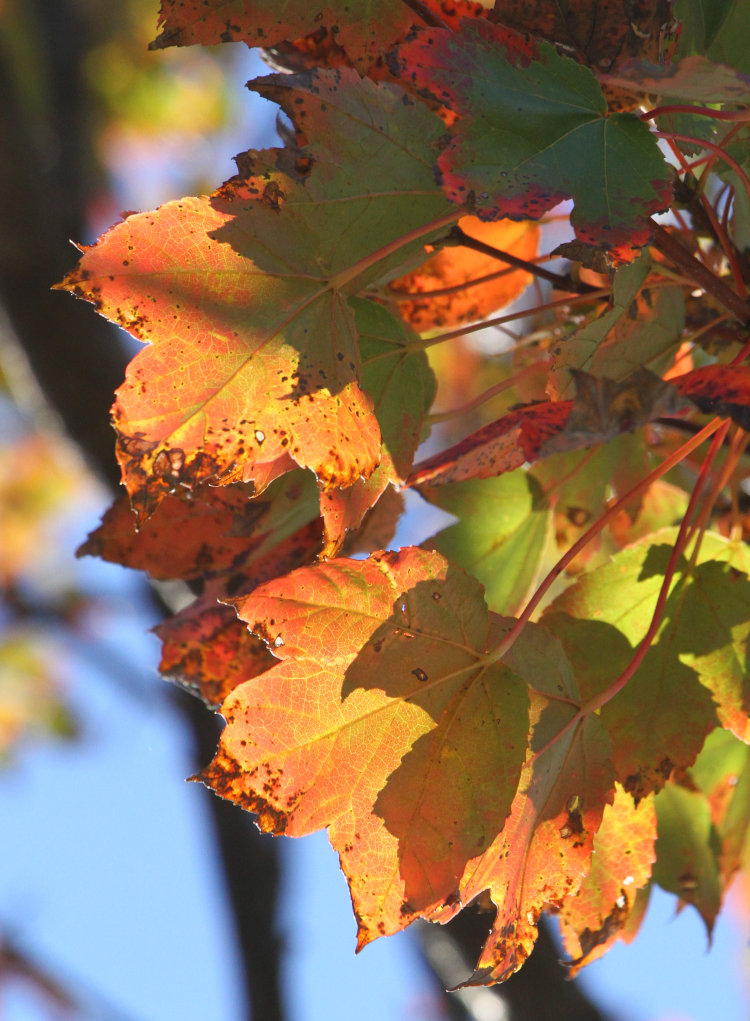 backlit autumn leaves, possibly maple, showing rough shape