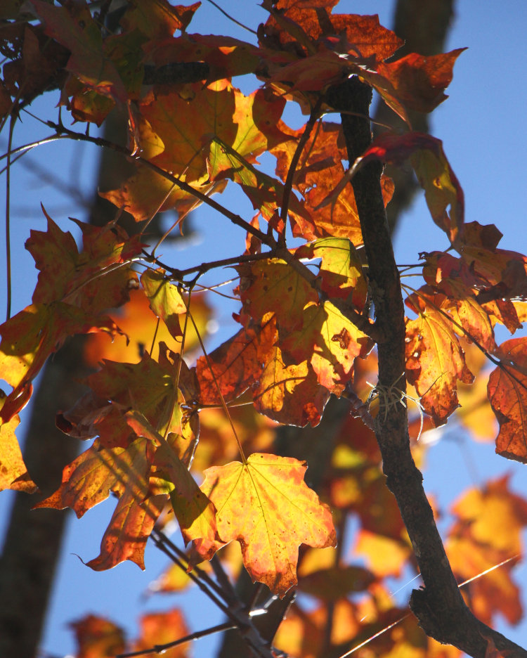 cluster of backlit possible maple leaves in fall colors