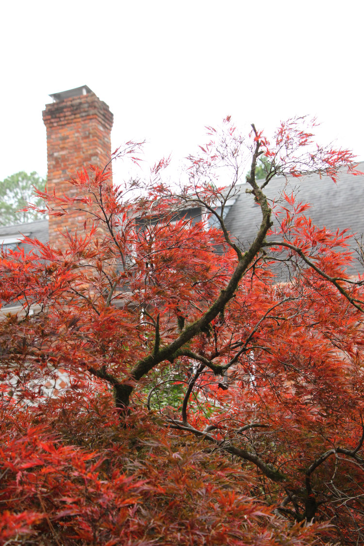twisting branches of old Japanese maple tree in backyard set against its own fall foliage, with Stately Walkabout Manor in the background
