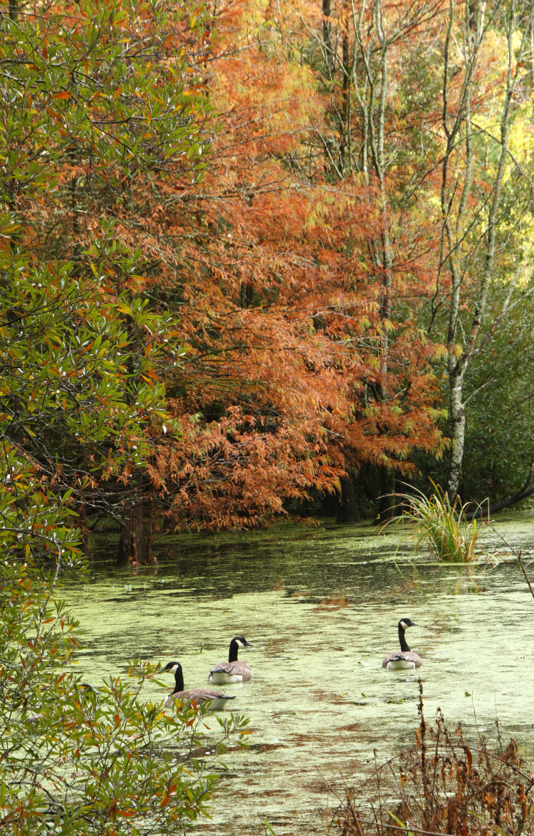 Canada geese Branta canadensis in backyard pond under variety of autumn colors