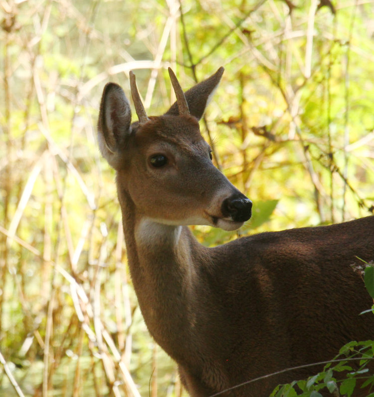 white-tailed deer Odocoileus virginianus buck sporting very fine single antlers