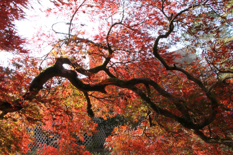 twisted branches of old Japanese maple tree in backyard in autumn colors, seen from underneath with backlit leaves