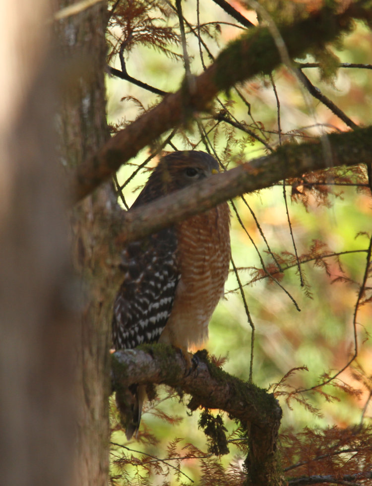 red-shouldered hawk Buteo lineatus sitting in bald cypress