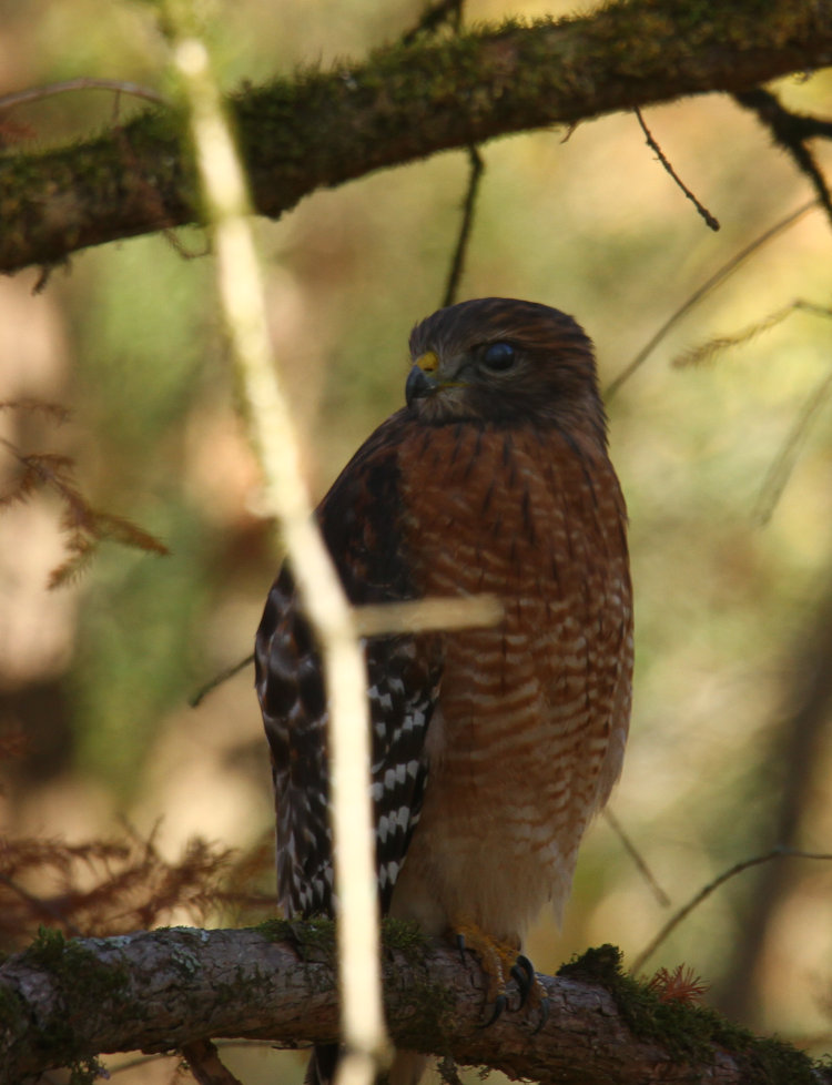 red-shouldered hawk Buteo lineatus perched in bald cypress unconcerned with photographer