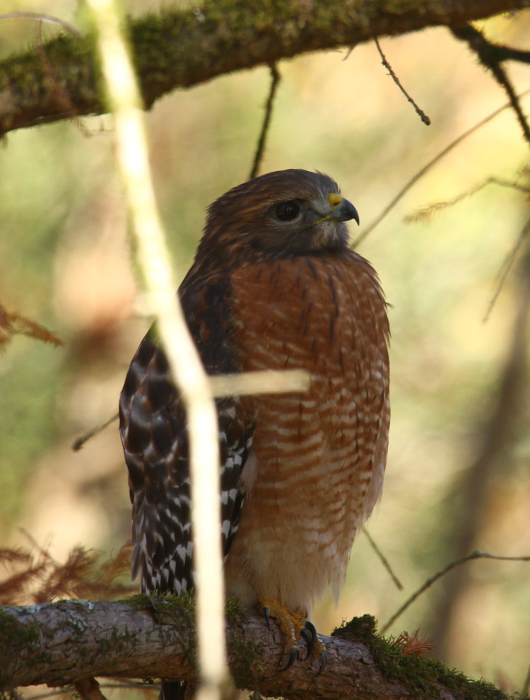 red-shouldered hawk Buteo lineatus perched casually in bald cypress