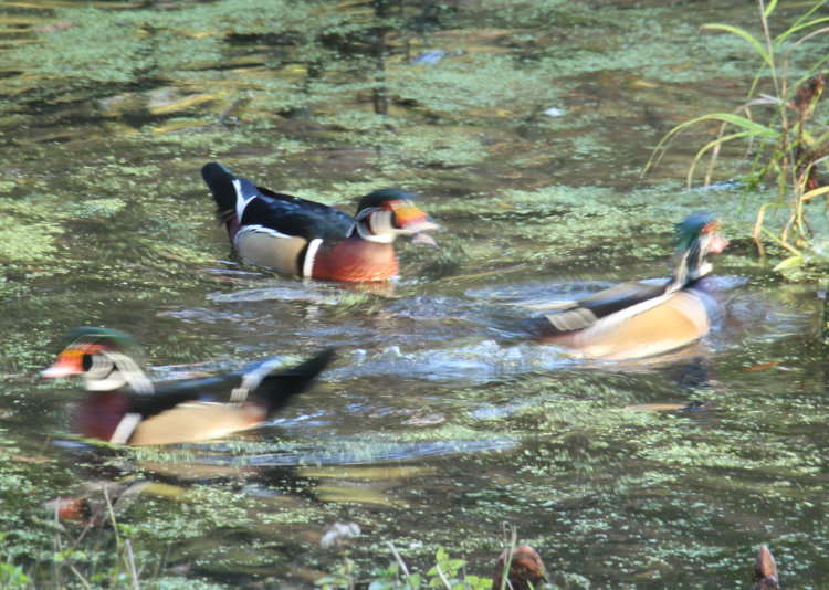 trio of wood ducks Aix sponsa in brief territorial dispute
