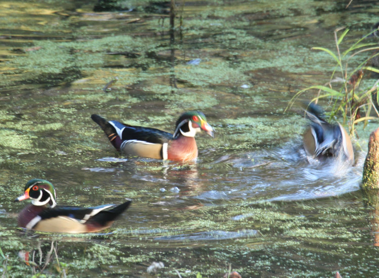 trio of wood ducks Aix sponsa in brief territorial dispute