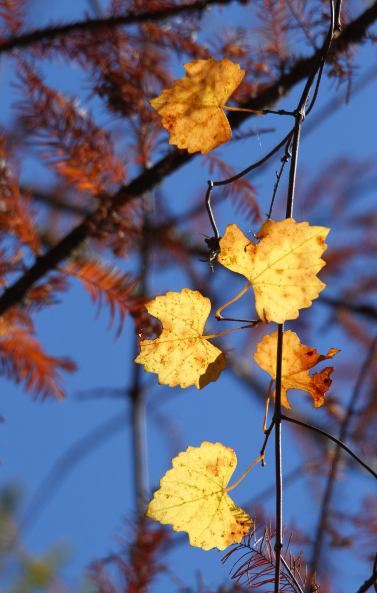 yellow fall color of probable grapevine backlit against blue sky