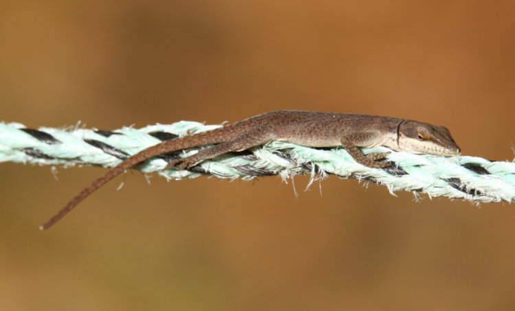 Carolina anole Anolis carolinensis basking on nylon stringer of grape arbor in 21 degree c weather