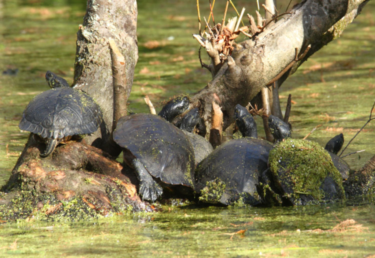 six adult yellow-bellied sliders Trachemys scripta scripta basking on Turtle Island in 21 degree c weather
