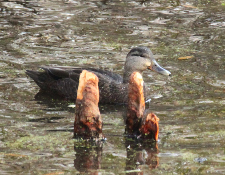 profile of American black duck Anas rubripes swimming in backyard pond