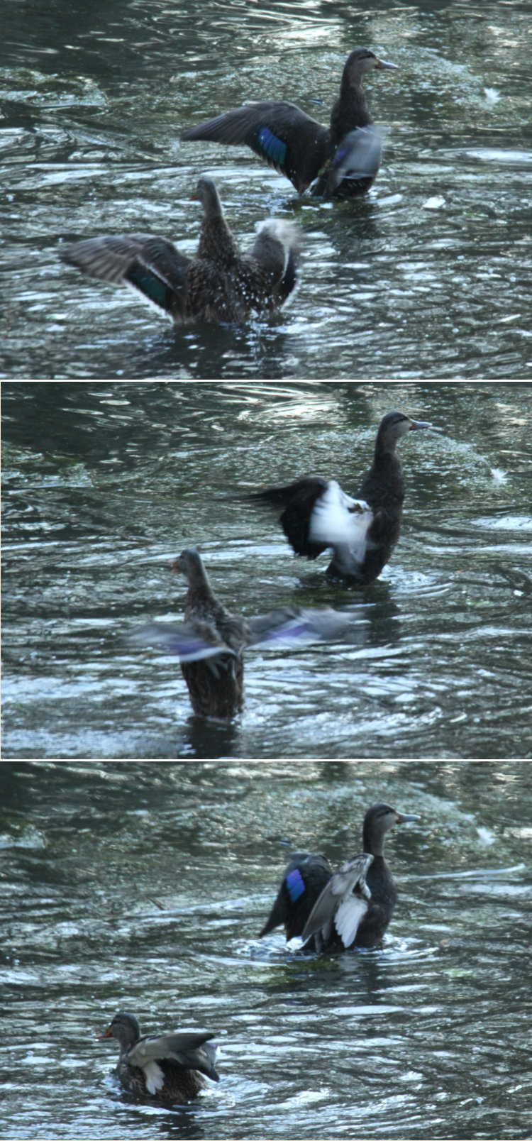 sequence of images of American black duck Anas rubripes and female mallard Anas platyrhynchos flapping wings in water