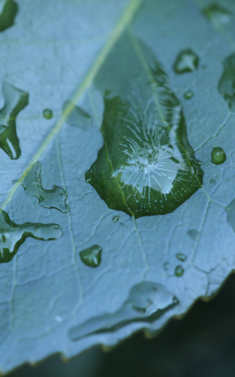 frozen raindrop on camellia Theaceae leaf showing bubble trails