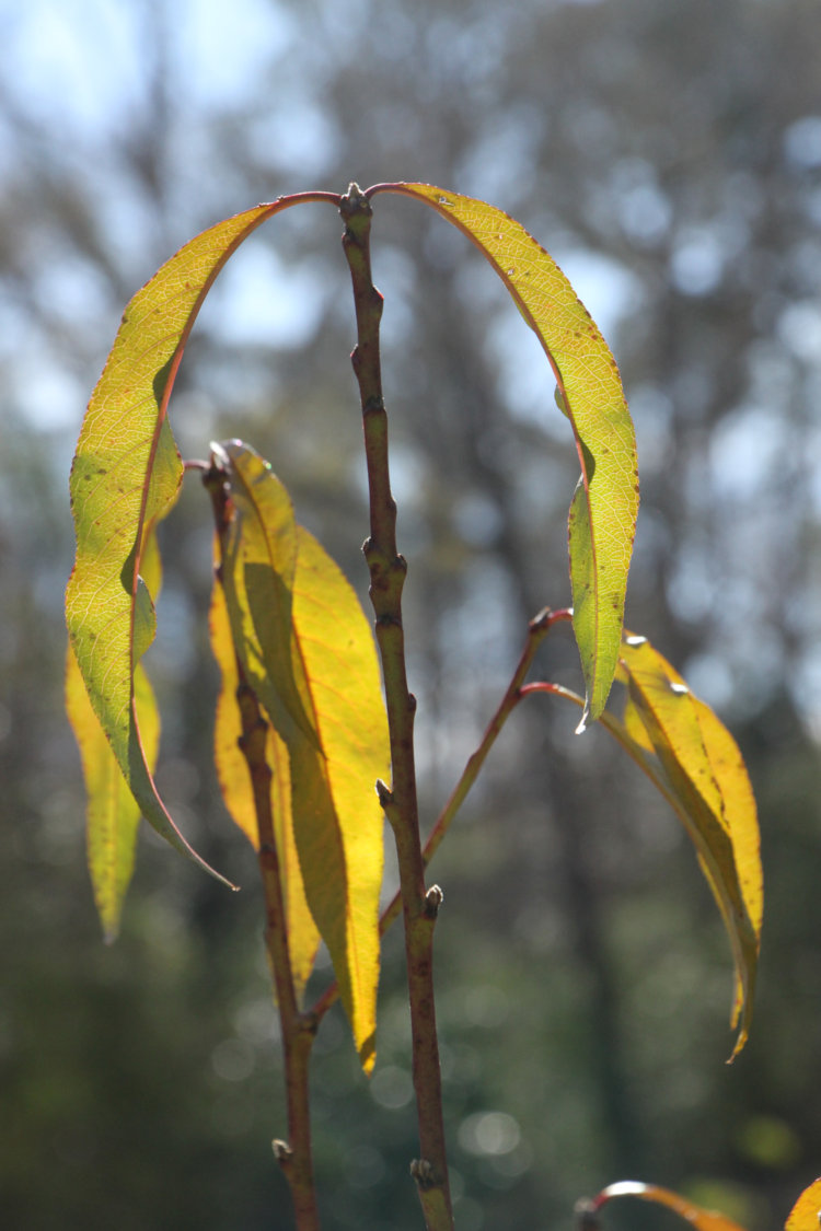 cluster of resilient leaves on top of almond tree