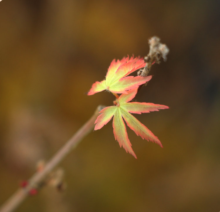 tiny first leaves of new growth on potted Japanese maple tree in greenhouse