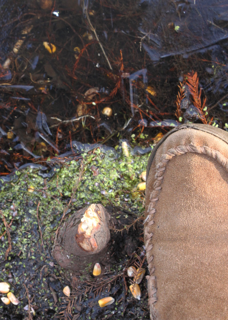 bald cypress Taxodium distichum knee scalped by either nutria Myocastor coypu or North American beaver Castor canadensis, alongside author's foot