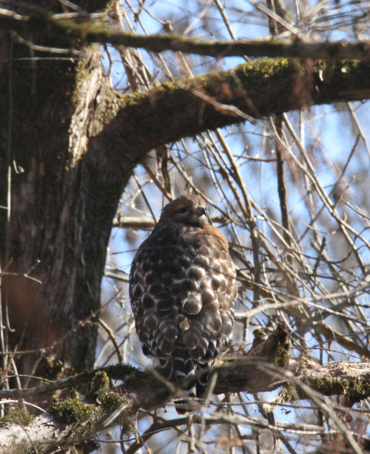 red-shouldered hawk Buteo lineatus staking out pond edge looking for ducks on frigid morning